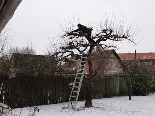 vinterbeskæring af træ