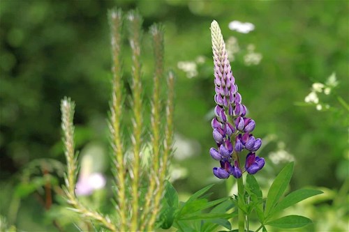 Lupin blomst