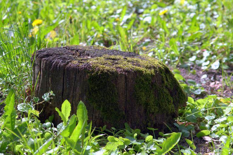 Rødder og stubbe kan være generende på mange måder i haven. Et træs rodsystem bliver hurtigt langt og komplekst og tilstopper jorden med rødder, som gør det umuligt for planter og blomster at vokse.