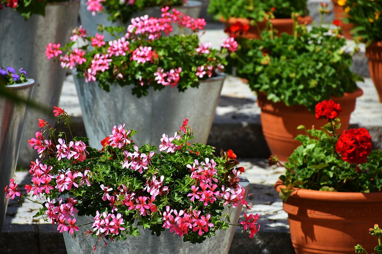 Sommerblomster i krukker er en fantastisk måde at bringe farver og liv til haven, terrassen eller altanen. Ved at vælge blomster, der passer til dine forhold, og ved at blande forskellige farver og teksturer, kan du få glæde af smukke blomster hele sommeren.