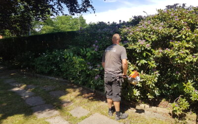 Hvornår planter man en hæk – og hvad er den bedste hæktype?