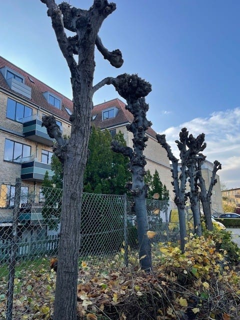 Beskæring af træer2 Beskæring af træer2