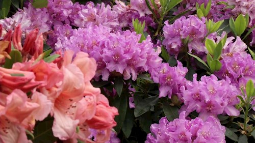 Rhododendronbede Rhododendronbede