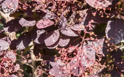 Pasning af parykbusk