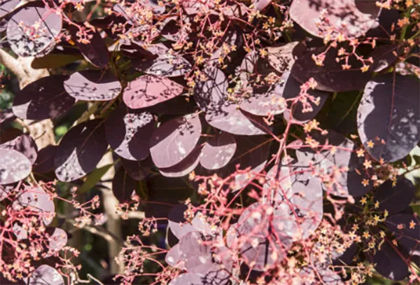 Pasning af parykbusk