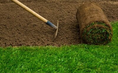 Sådan anlægger du en perfekt græsplæne