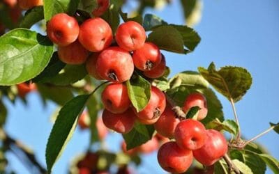 Plantning og beskæring af frugttræer