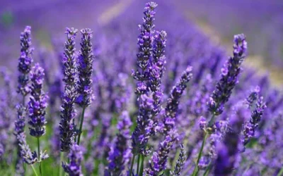 Pasning af lavendler