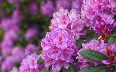 Guide: Pasning af rhododendron