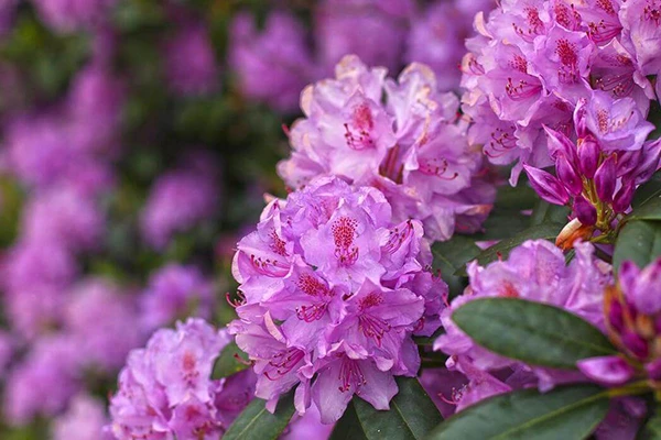 rhododendron Rhododendron