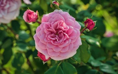 Komplet guide til beskæring af roser