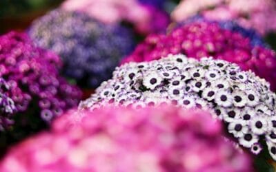 Guide til valg af sommerblomster til krukker