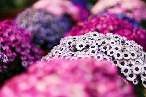 Sommerblomster thomsens