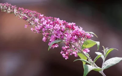 Guide: Pasning af sommerfuglebusk