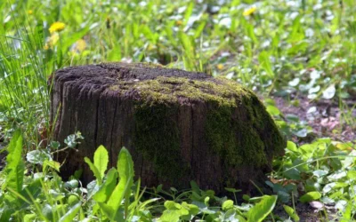 Sådan slipper du for rødder og stubbe i haven