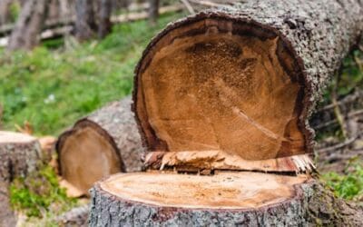 Guide til træfældning om vinteren