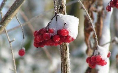 Sådan får du en flot have om vinteren